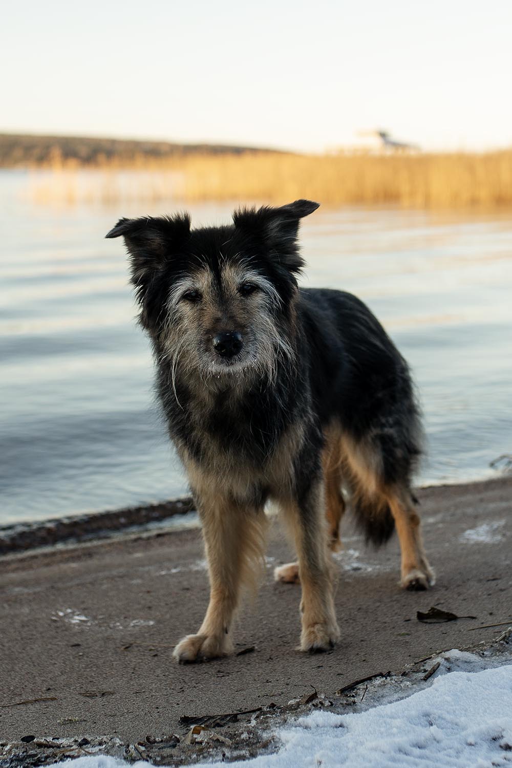 Vanha koira syksyllä rannalla